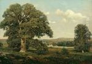 Old Oaks In September