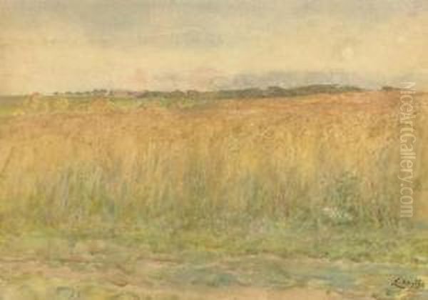 Cornfield - view 1