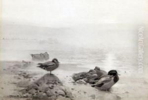 Wild Duck And Teal - The Morning Sun Breaks Through The Mist by Frank Southgate
