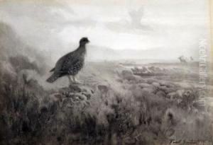 Dawn On The Moor