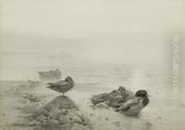 Wild Duck &amp; Teal: The Morning Sunbanks Through The Mist - view 1