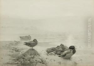 Wild Duck &amp; Teal: The Morning Sunbanksthrough The Mist