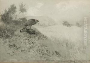 Sparrowhawk - Her Favourite Feedingplace