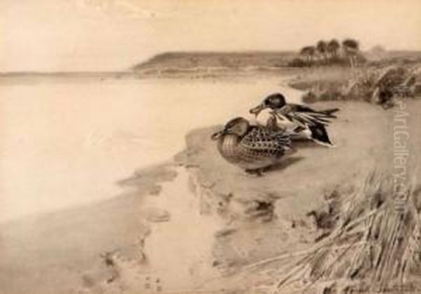 Ducks By Water's Edge - view 1