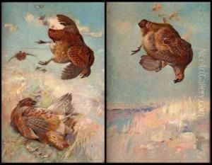 Downed English Partridge Downed English Partridge