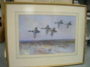 Mallard In Flight by Frank Southgate