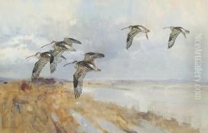 Snipes In Flight by Frank Southgate