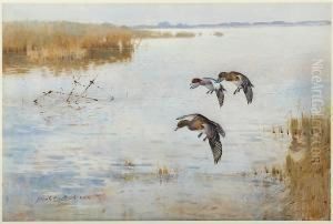 Ducks Landing by Frank Southgate