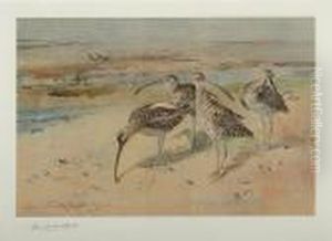 Six Framed Plates From 'gun Birds' by Frank Southgate