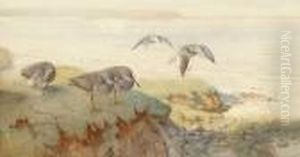 An Undisturbed Corner - Redshanks An Undisturbed Corner - Redshanks