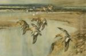 Colour Print Of Landingducks by Frank Southgate