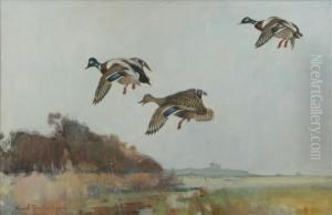 Mallards Inflight by Frank Southgate