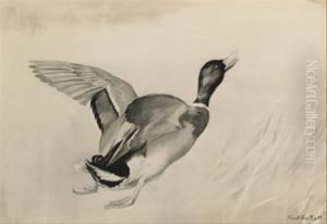 Mallard In Flight by Frank Southgate