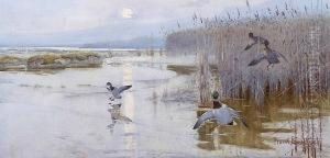 Mallard Alighting