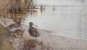 Snipe On The Shore by Frank Southgate