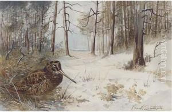 Woodcock In Winter - view 1