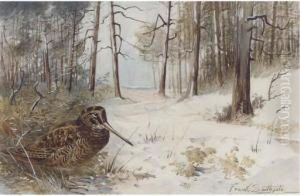 Woodcock In Winter