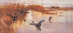 Mallards Taking Off by Frank Southgate