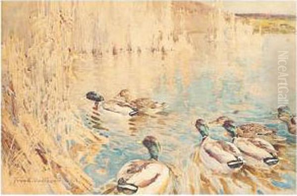 Ducks In Bullrushes - view 1
