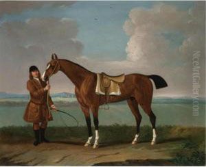 Blaze , Held By A Groom On Newmarket Heath