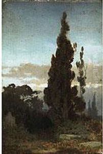 Zypressenlandschaft In Abendstimmung