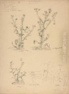 13 Bll.: Landschafts- Und Gebaudestudien.