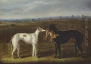 Pair Of Greyhounds With A Hare