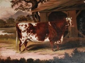 A Prize Cow