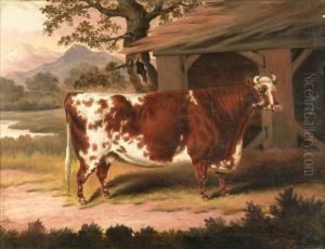 Study Of A Cow By A Stable