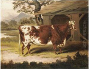 Potrait Of A Cow