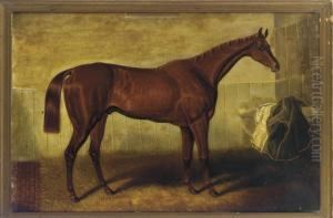 A Bay Racehorse In A Stable