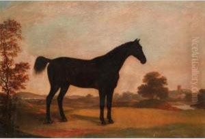 A Dark Bay Hunter In A Landscape
