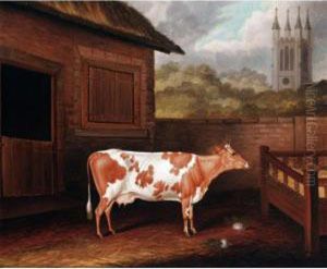A Prize Ayrshire Cow In A Farmyard