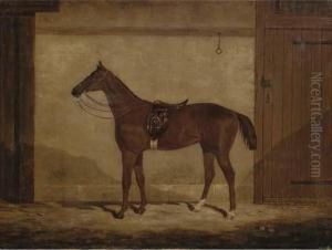 A Chestnut Hunter In A Stable