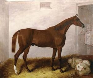 A Bay Horse In A Stable
