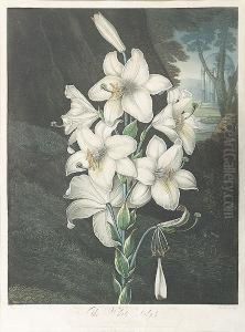 The White Lily by Joseph Constantine Stadler