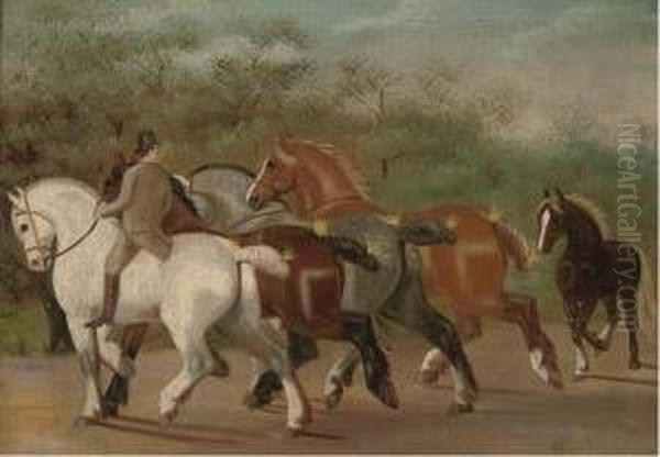 Shire-horses At Exercise - view 1