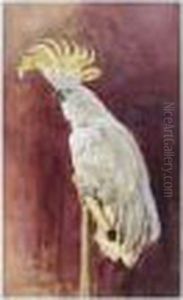 A Cockatoo A Cockatoo