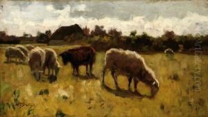 Grazing Sheep Grazing Sheep