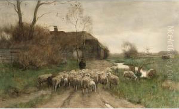 Sheep Going To The Stable - view 1