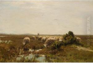 A Flock Of Sheep Drinking A Flock Of Sheep Drinking