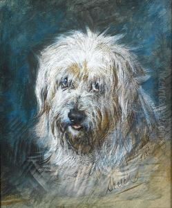 Sketch, A West Highland Terrier
