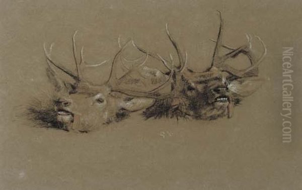 Stag Head Studies - view 1