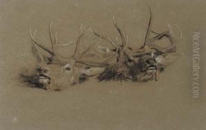 Stag Head Studies