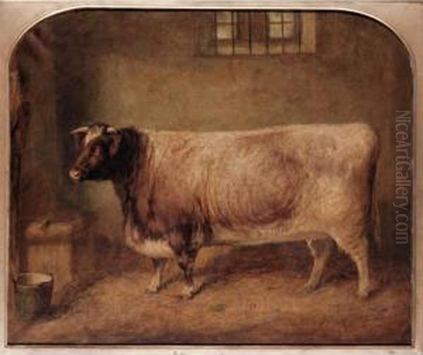 A Prize Shorthorn In A Stable - view 1