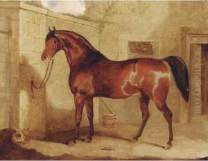 A Bay Stallion Outside A Stable