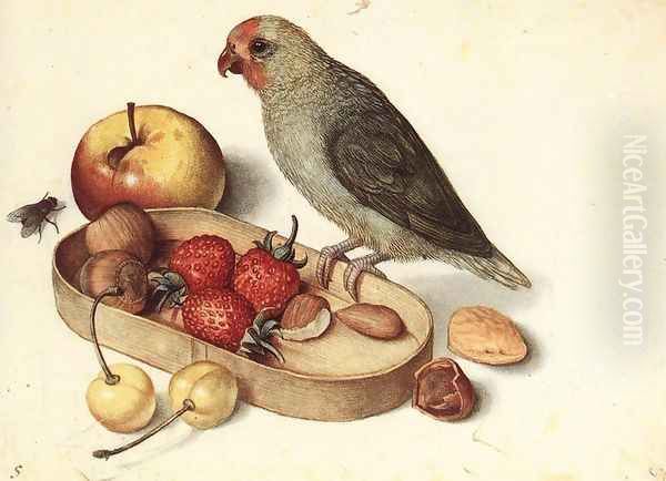 Still-Life with Pygmy Parrot - view 1
