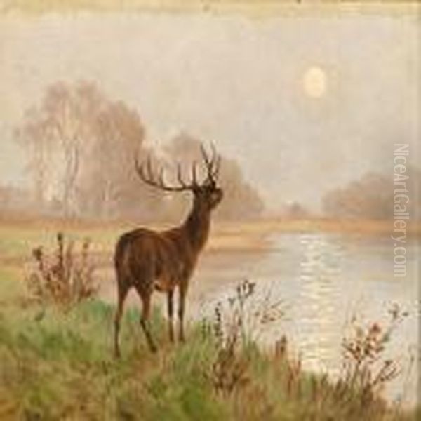 A Deer Caught In The Morning Light - view 1