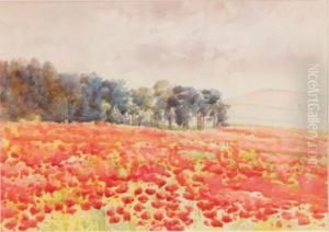 Poppy Field Poppy Field