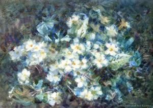Primroses